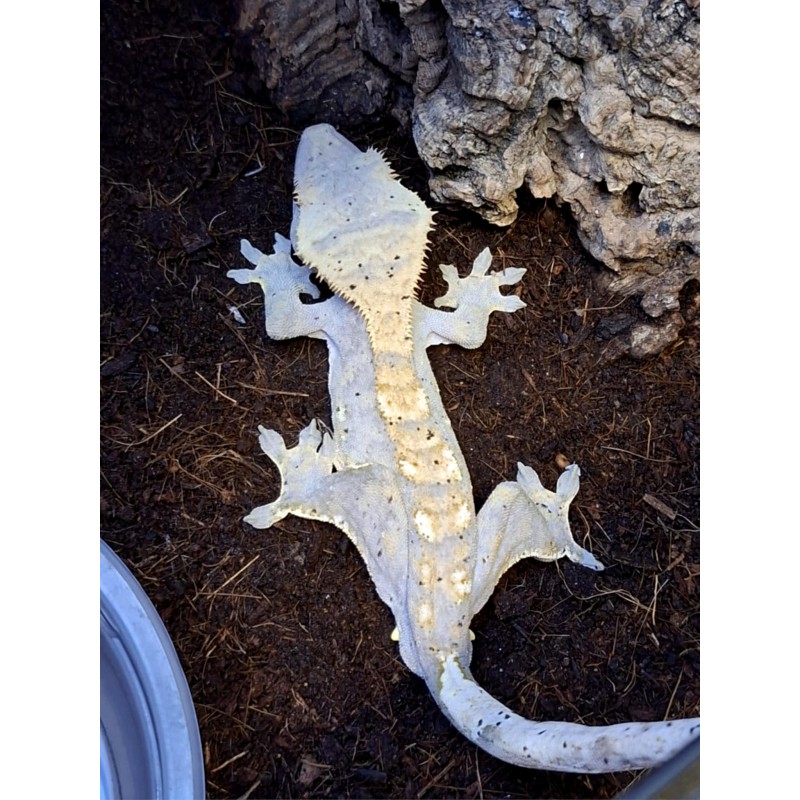 Gekon orzęsiony (Rhacodactylus ciliatus) ex Correlophus ciliatus - Harlequin - samiec nr.10 | Jaszczurki | Vantis Terra Gekon orzęsiony (Rhacodactylus ciliatus) ex Correlophus ciliatus - Harlequin - samiec nr.10 | Jaszczurki | Vantis Terra
