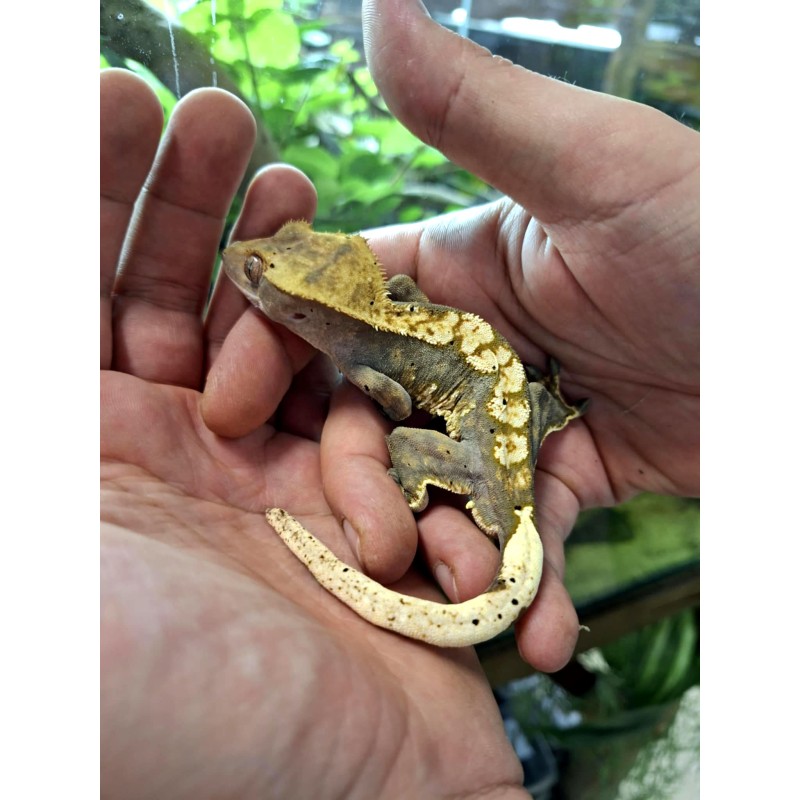 Gekon orzęsiony (Rhacodactylus ciliatus) ex Correlophus ciliatus - Harleguin - samiec nr.9 | Jaszczurki | Vantis Terra