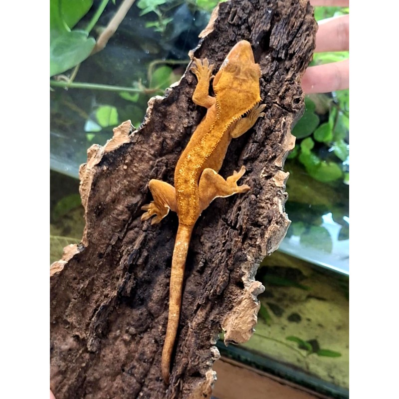 Gekon orzęsiony (Rhacodactylus ciliatus) ex Correlophus ciliatus - Orange - samica | Jaszczurki | Vantis Terra Gekon orzęsiony (Rhacodactylus ciliatus) ex Correlophus ciliatus - Orange - samica | Jaszczurki | Vantis Terra