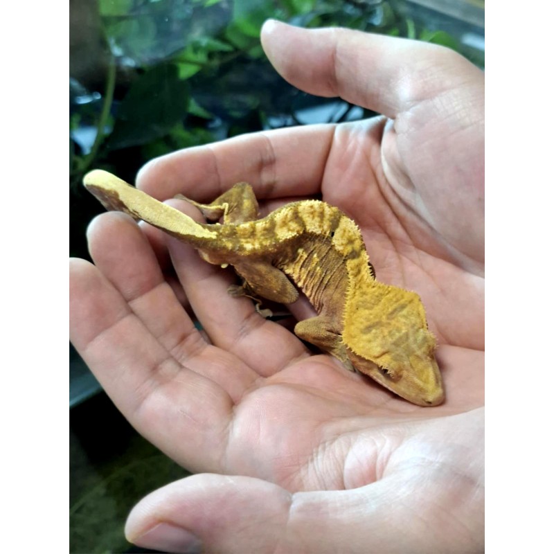Gekon orzęsiony (Rhacodactylus ciliatus) ex Correlophus ciliatus - Harleguin - samiec | Jaszczurki | Vantis Terra Gekon orzęsiony (Rhacodactylus ciliatus) ex Correlophus ciliatus - Harleguin - samiec | Jaszczurki | Vantis Terra