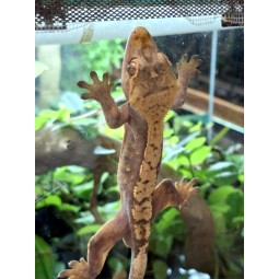 Jaszczurki | Vantis Terra