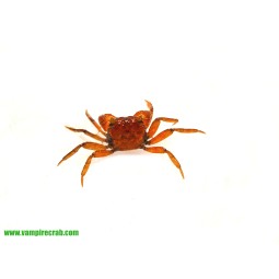 Krab Red Ruby (Geosesarma...