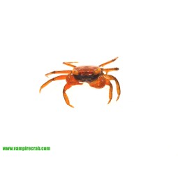 Geosesarma sp. Red Ruby/Tomato - Krab Red Ruby/Tomato | Skorupiaki | Vantis Terra