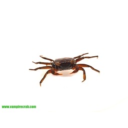 Krab Red Ruby (Geosesarma sp. Red Ruby/Tomato) | Skorupiaki | Vantis Terra