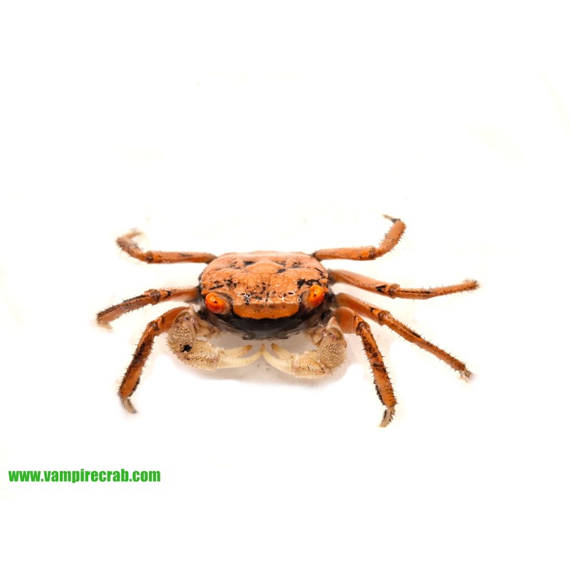 Geosesarma albomita - Krab White Claw | Skorupiaki | Vantis Terra