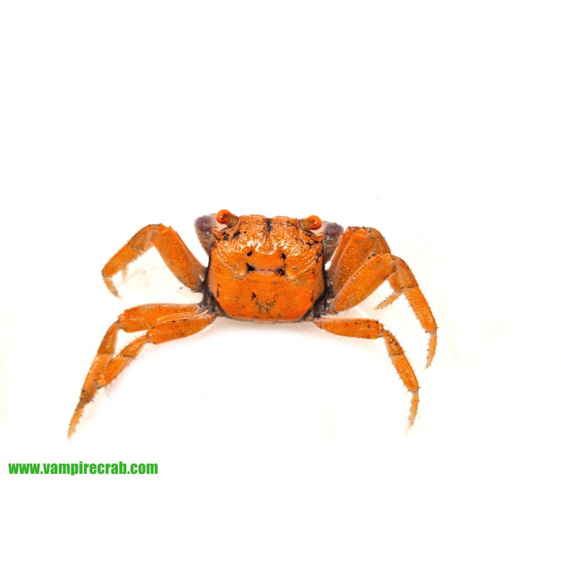 Geosesarma albomita - Krab White Claw | Skorupiaki | Vantis Terra Geosesarma albomita - Krab White Claw | Skorupiaki | Vantis Terra