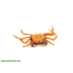 Geosesarma albomita - Krab White Claw | Skorupiaki | Vantis Terra