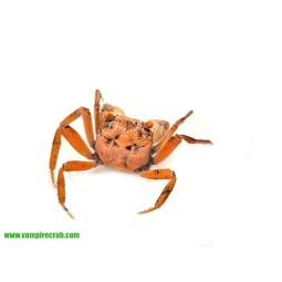 Geosesarma albomita - Krab White Claw | Skorupiaki | Vantis Terra