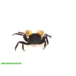 Krab Yellow Eye (Geosesarma...