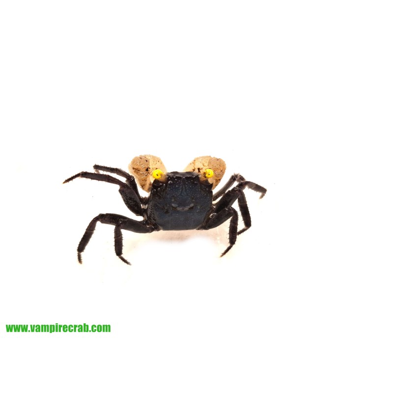 Krab Yellow Eye (Geosesarma sp. Yellow Eye) | Skorupiaki | Vantis Terra