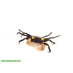 Geosesarma sp. Yellow Eye - Krab Yellow Eye | Skorupiaki | Vantis Terra