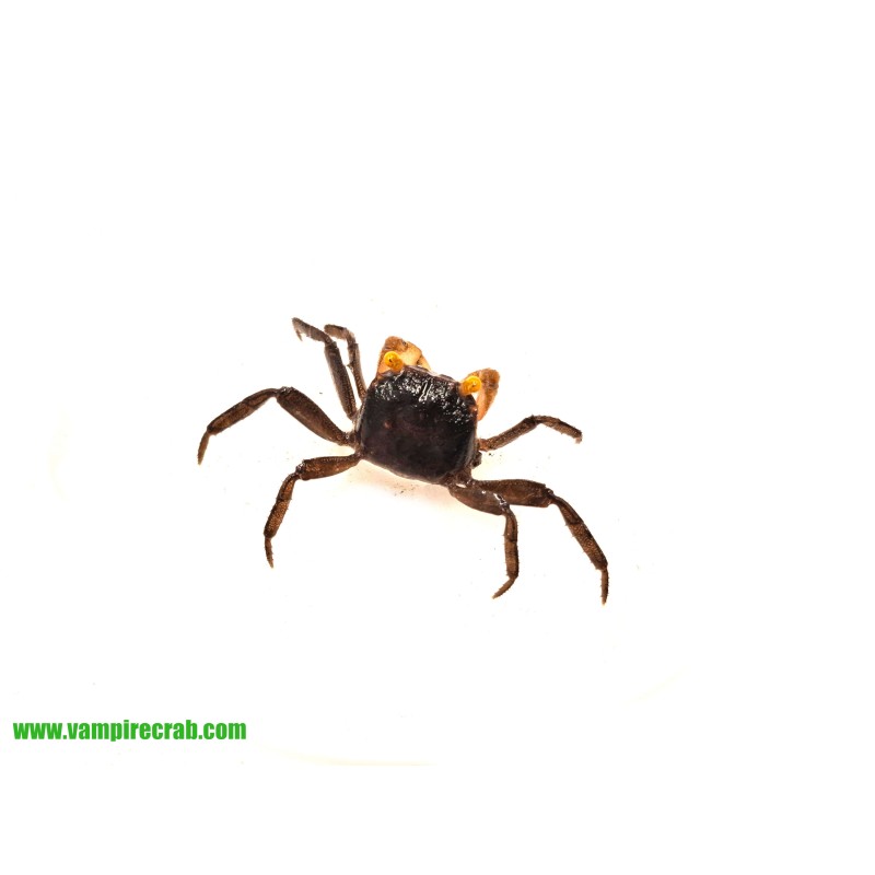 Geosesarma sp. Yellow Eye - Krab Yellow Eye | Skorupiaki | Vantis Terra