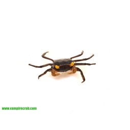 Krab Yellow Eye (Geosesarma sp. Yellow Eye) | Skorupiaki | Vantis Terra