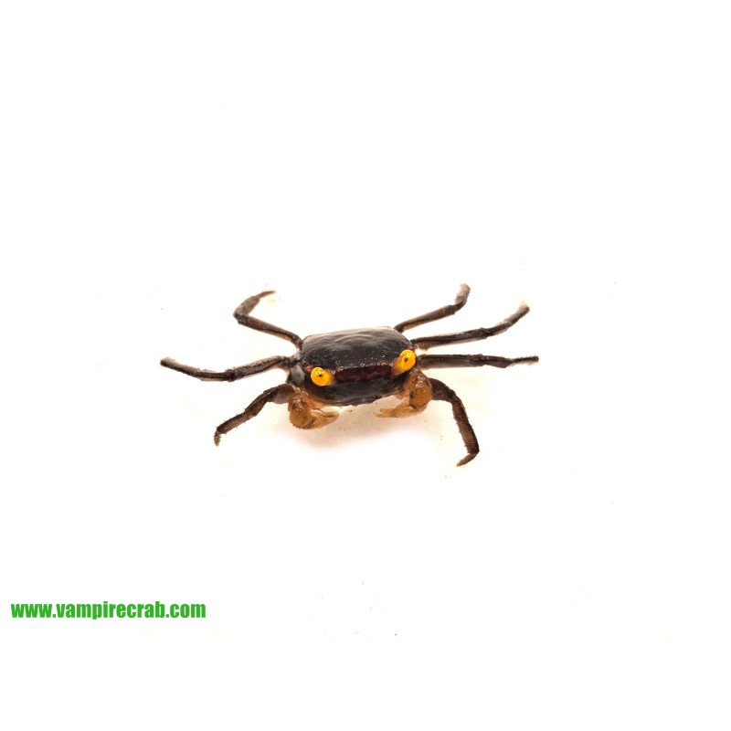 Geosesarma sp. Yellow Eye - Krab Yellow Eye | Skorupiaki | Vantis Terra