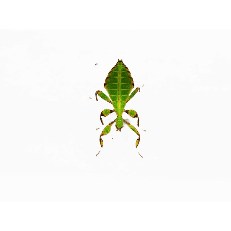 Liściec jesienny (Phyllium philippinicum) | Pozostałe | Vantis Terra