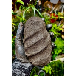 Tropical Clay Schroomroom 3kg | Budowa terrarium | Vantis Terra