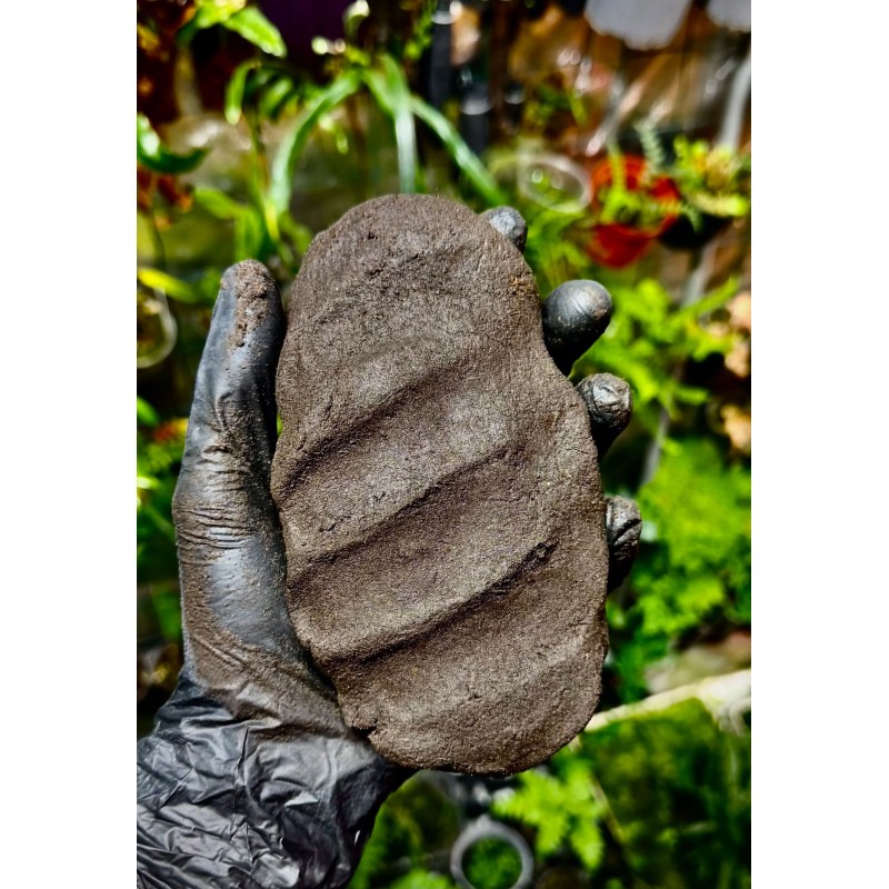 Tropical Clay Shroomroom 3kg | Budowa terrarium | Vantis Terra