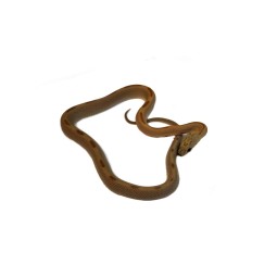 Wąż zbożowy (Pantherophis...