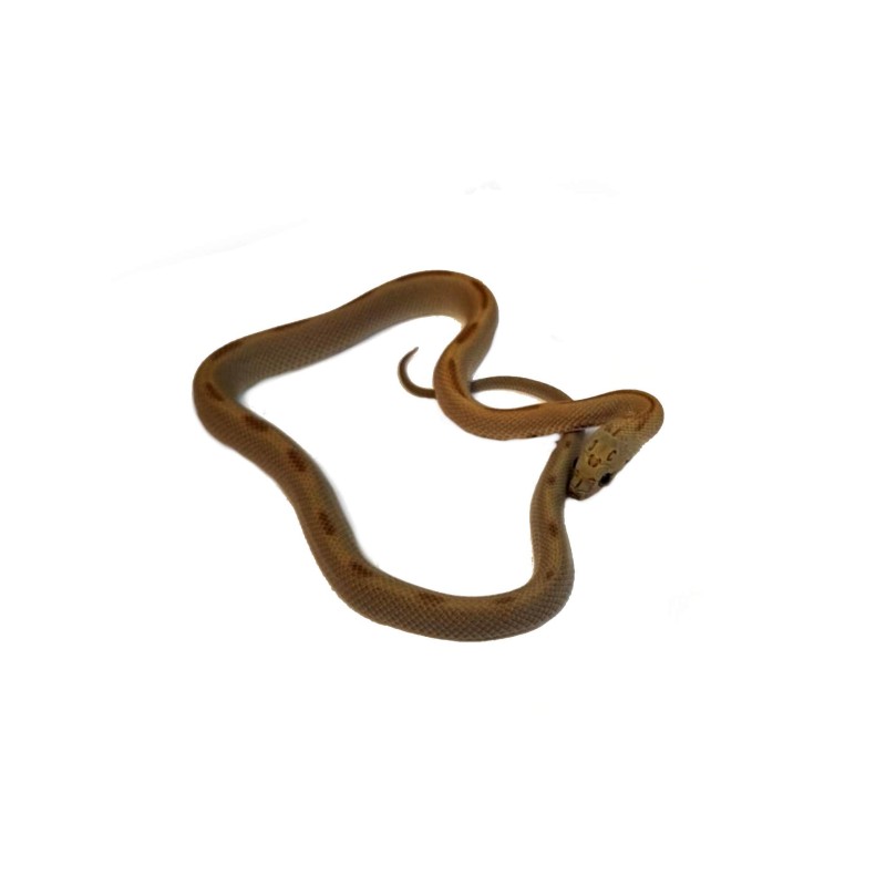 Wąż zbożowy (Pantherophis guttatus) - Honey Stripe poss het Lavender | Węże | Vantis Terra