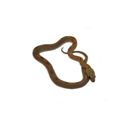 Wąż zbożowy (Pantherophis guttatus) - Honey Stripe poss het Lavender | Węże | Vantis Terra