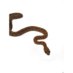 Gady | Vantis Terra