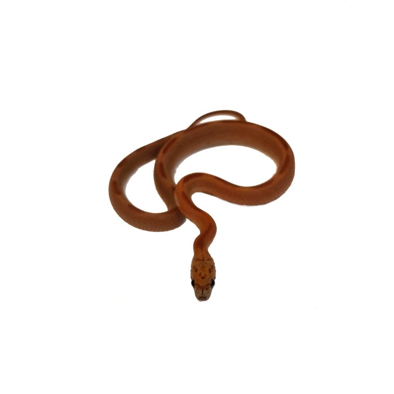 Wąż zbożowy (Pantherophis guttatus) - Bloodred Stripe het Caramel ph Lavender. | Węże | Vantis Terra