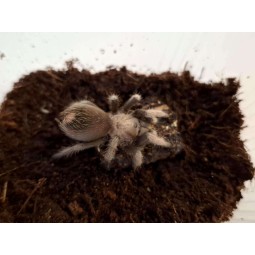 Aphonopelma chalcodes L5