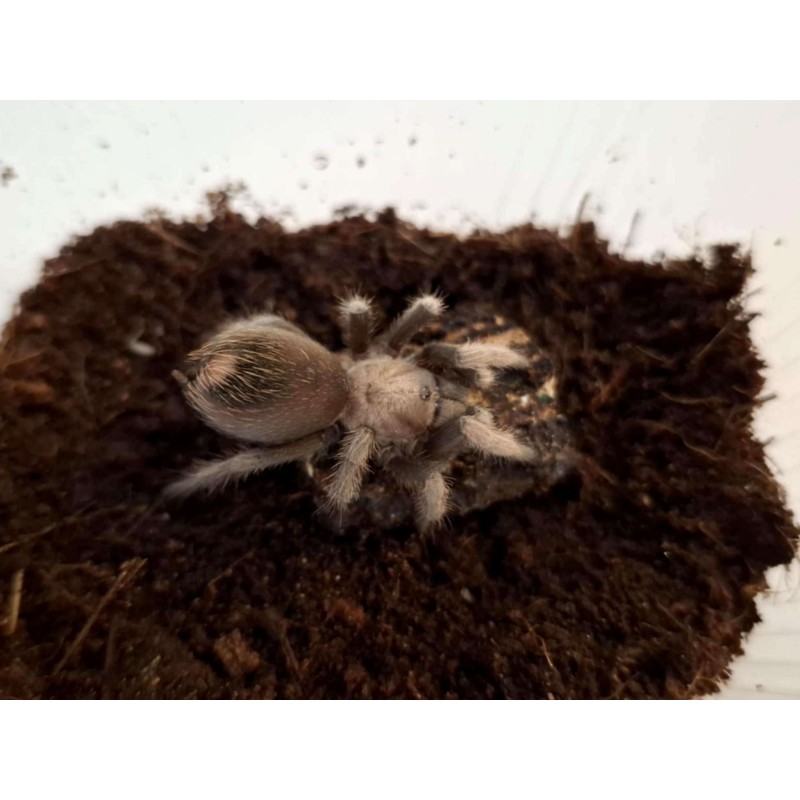 Aphonopelma chalcodes L5 | Ptaszniki | Vantis Terra
