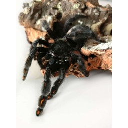 Psalmopoeus irminia - 3DC samica | Ptaszniki | Vantis Terra