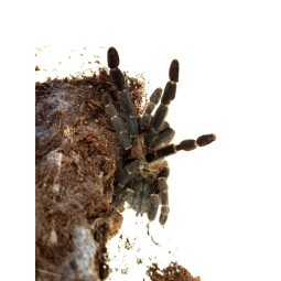 Phormingochilus hatihati (ex. Cyriopagopus sp. Hati Hati) L2 | Ptaszniki | Vantis Terra