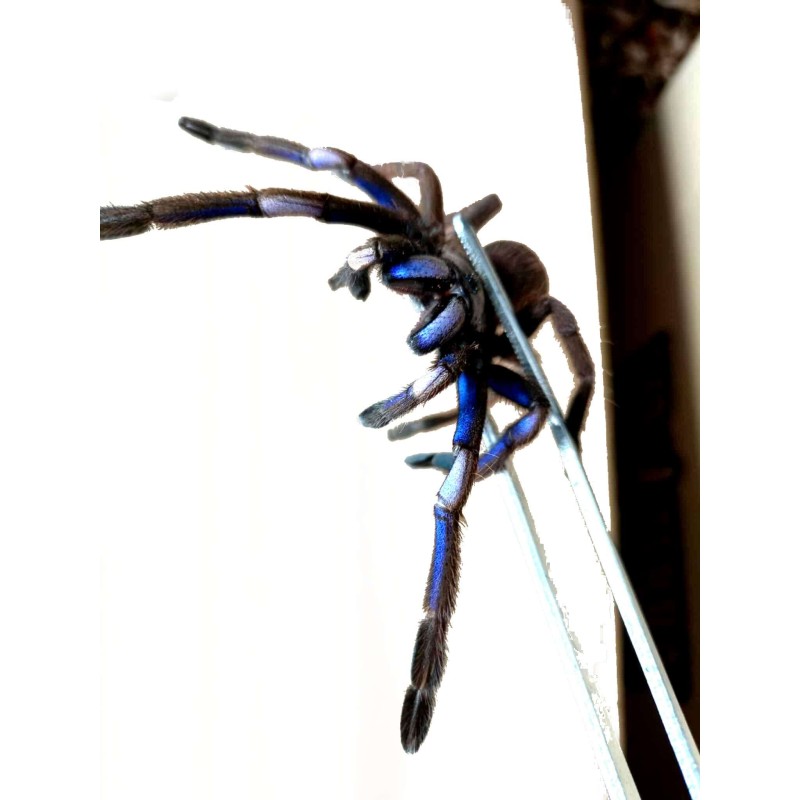 Chilobrachys natanicharum (ex. sp. electric blue) L1 | Ptaszniki | Vantis Terra