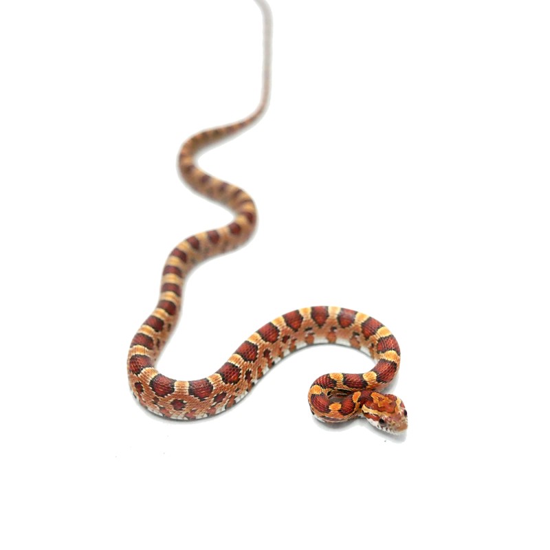Wąż zbożowy (Pantherophis guttatus) - classic | Węże | Vantis Terra Wąż zbożowy (Pantherophis guttatus) - classic | Węże | Vantis Terra