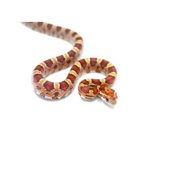 Wąż zbożowy (Pantherophis guttatus) - classic