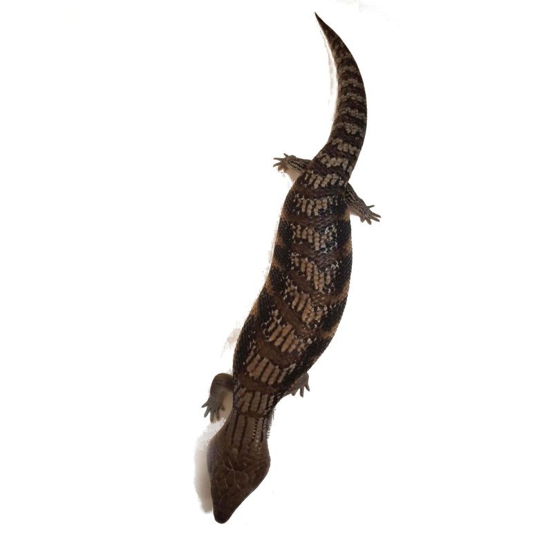 Tilikwa scynkowa (Tiliqua scincoides intermedia) - Scynk olbrzymi "Black" | Jaszczurki | Vantis Terra