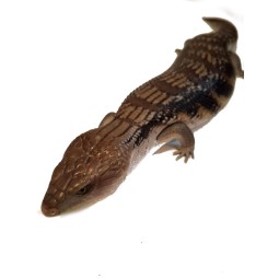 Tilikwa scynkowa (Tiliqua scincoides intermedia) - Scynk olbrzymi "Black" | Jaszczurki | Vantis Terra