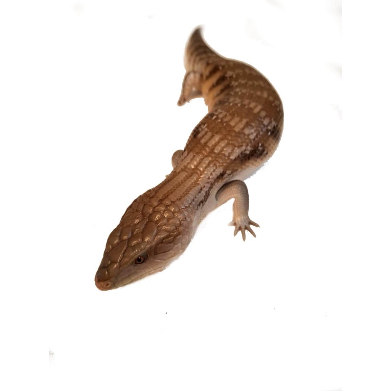 Tilikwa scynkowa (Tiliqua scincoides intermedia) - Scynk olbrzymi "Sunrise" | Jaszczurki | Vantis Terra