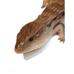 Tilikwa scynkowa (Tiliqua scincoides intermedia) - Scynk olbrzymi "Sunrise" | Jaszczurki | Vantis Terra