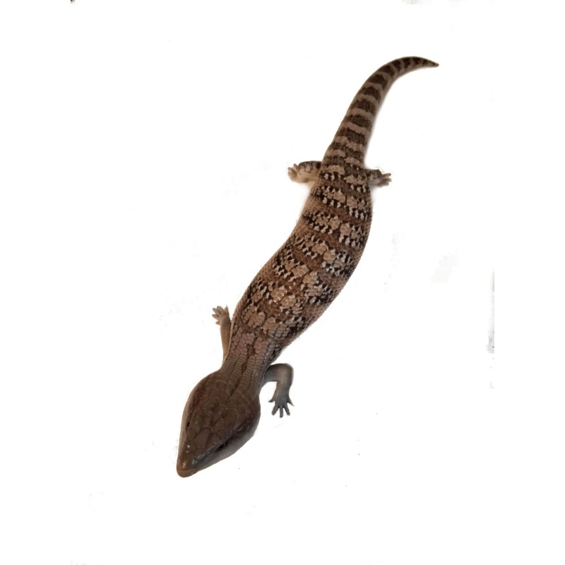 Tilikwa scynkowa (Tiliqua scincoides intermedia) - Scynk olbrzymi "Gray" | Jaszczurki | Vantis Terra
