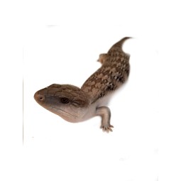 Tilikwa scynkowa (Tiliqua scincoides intermedia) - Scynk olbrzymi "Gray" | Jaszczurki | Vantis Terra