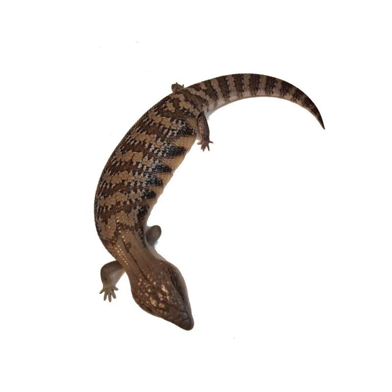 Tilikwa scynkowa (Tiliqua scincoides intermedia) - Scynk olbrzymi SO2 "Classic" | Jaszczurki | Vantis Terra
