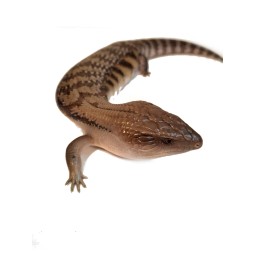 Tilikwa scynkowa (Tiliqua scincoides intermedia) - Scynk olbrzymi SO2 "Classic" | Jaszczurki | Vantis Terra