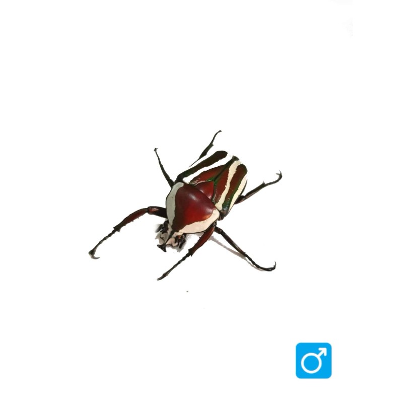 Larwa chrząszcza Dicronorrhina derbyana layardi | Chrząszcze | Vantis Terra