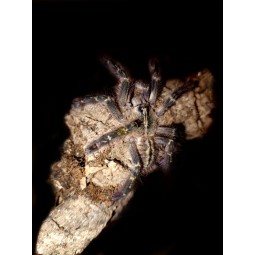 Poecilotheria rufilata L3