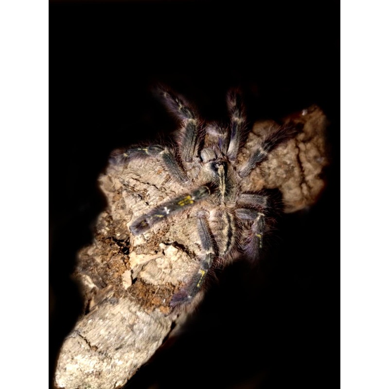 Poecilotheria rufilata L2 | Pajęczaki | Vantis Terra