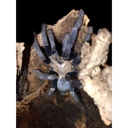 Ptaszniki | Vantis Terra