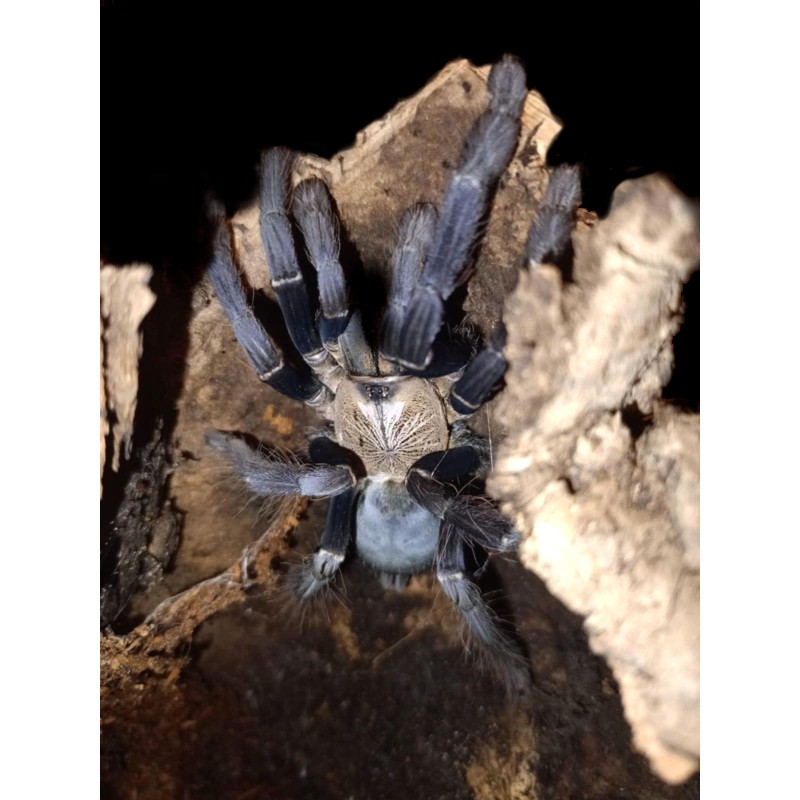 Phormingochilus hatihati (ex. Cyriopagopus sp. Hati Hati) 3DC Samica | Ptaszniki | Vantis Terra Phormingochilus hatihati (ex. Cyriopagopus sp. Hati Hati) 3DC Samica | Ptaszniki | Vantis Terra