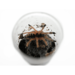 Ptaszniki | Vantis Terra