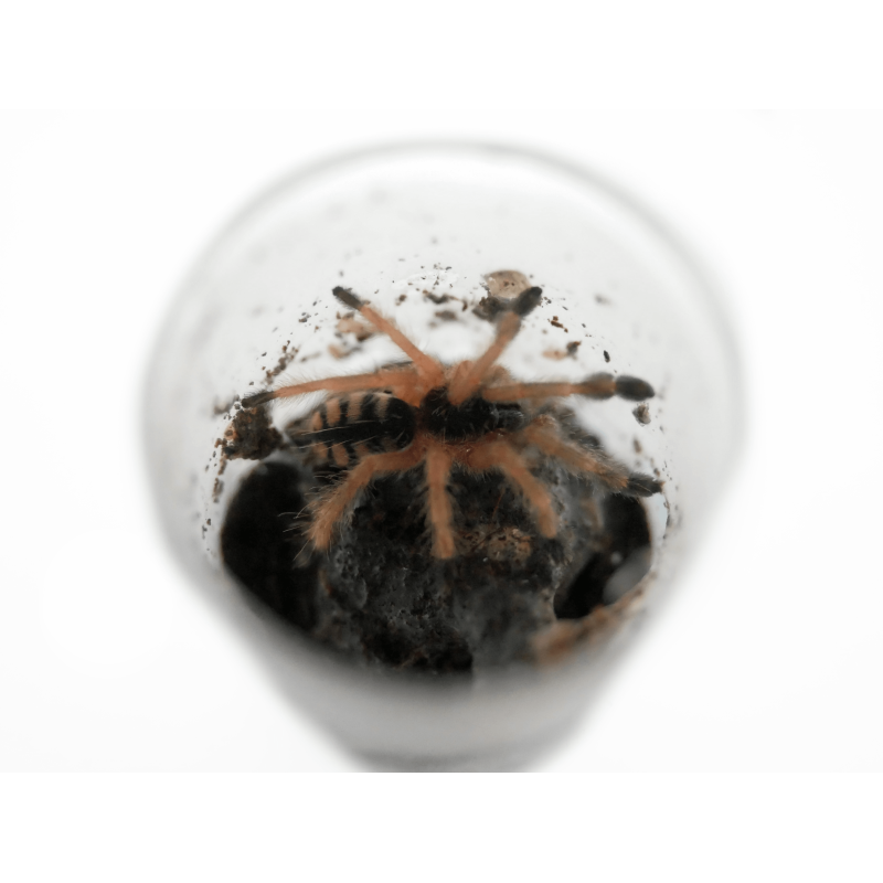 Amazonius germani L3 (ex. Pseudoclamoris gigas) | Ptaszniki | Vantis Terra