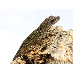 Anolis brązowy (Anolis sagrei) - CB - samica | Jaszczurki | Vantis Terra