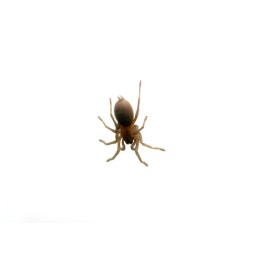 Monocentropus balfouri 4DC - samica | Ptaszniki | Vantis Terra